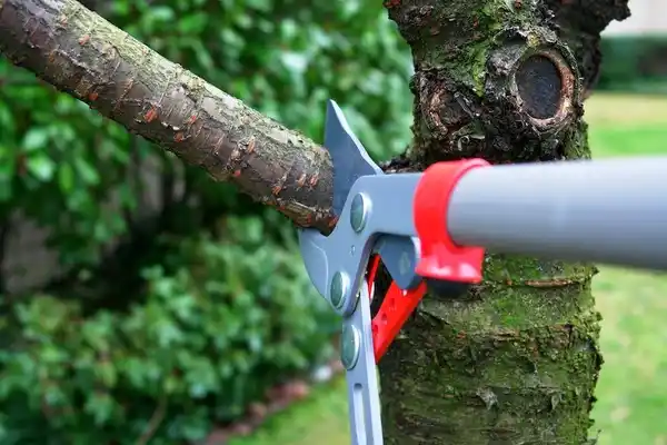 tree services Gloucester Courthouse